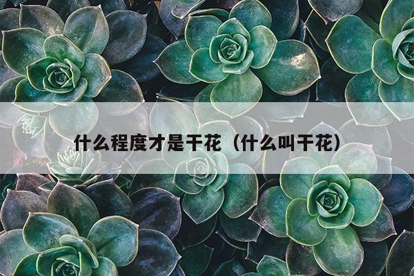 什么程度才是干花（什么叫干花）