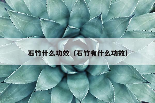 石竹什么功效（石竹有什么功效）