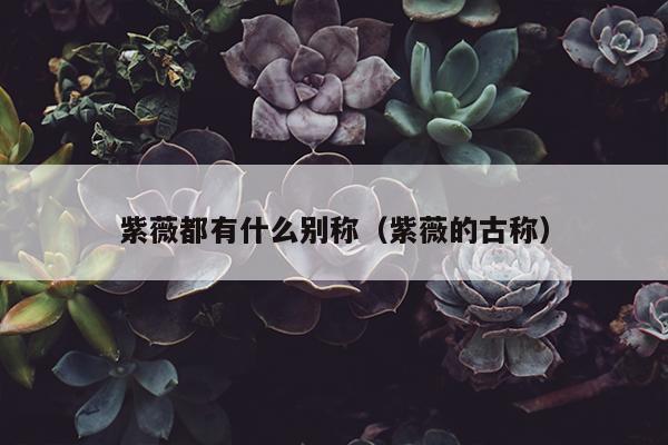 紫薇都有什么别称（紫薇的古称）