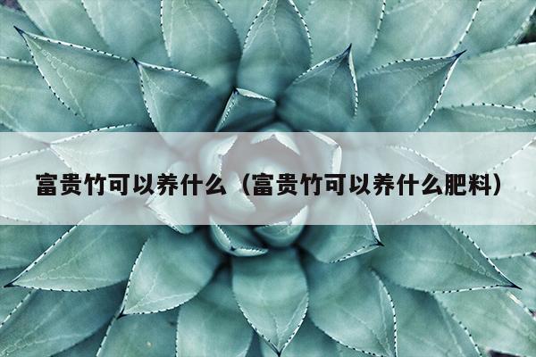 富贵竹可以养什么（富贵竹可以养什么肥料）