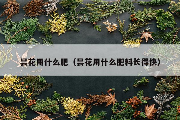 昙花用什么肥（昙花用什么肥料长得快）