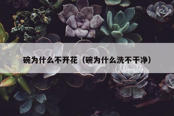 碗为什么不开花（碗为什么洗不干净）