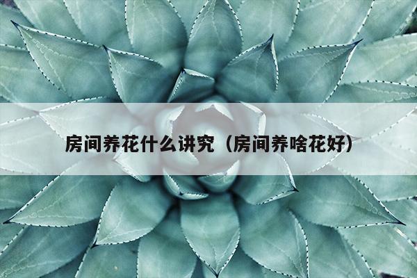 房间养花什么讲究（房间养啥花好）