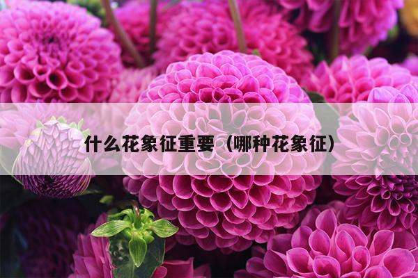 什么花象征重要（哪种花象征）