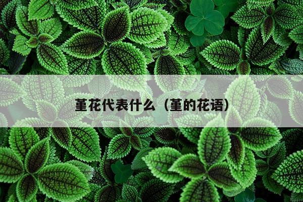 堇花代表什么（堇的花语）