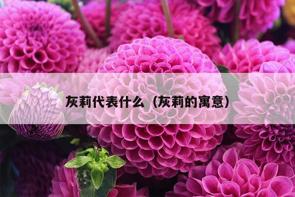 灰莉代表什么（灰莉的寓意）