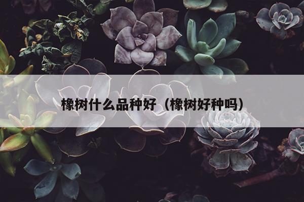 橡树什么品种好（橡树好种吗）