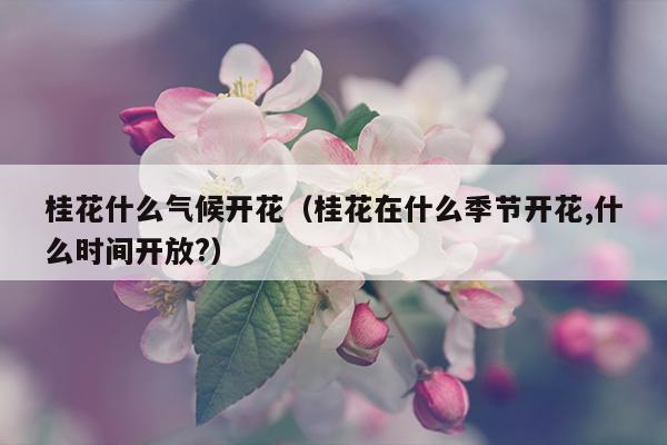 桂花什么气候开花（桂花在什么季节开花,什么时间开放?）