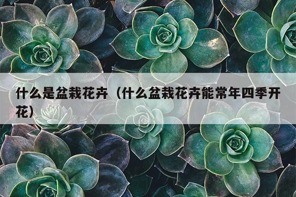 什么是盆栽花卉（什么盆栽花卉能常年四季开花）