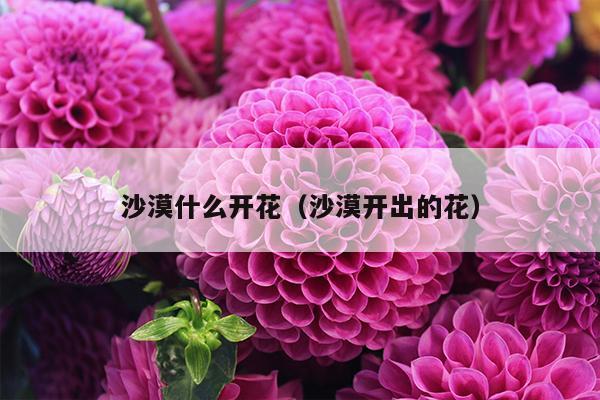 沙漠什么开花（沙漠开出的花）