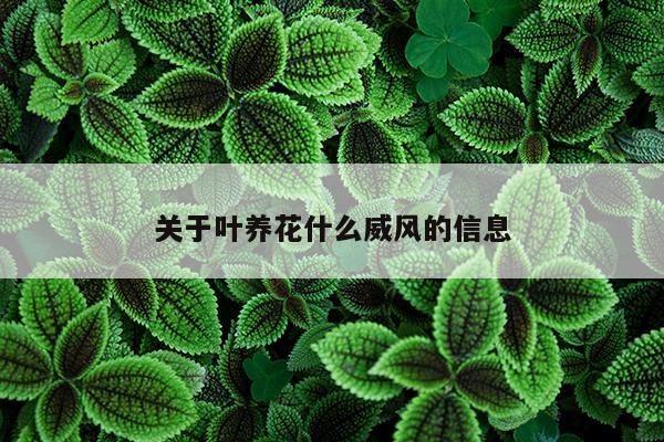 关于叶养花什么威风的信息