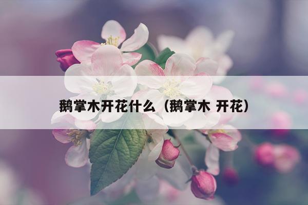 鹅掌木开花什么（鹅掌木 开花）