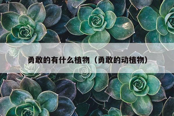 勇敢的有什么植物（勇敢的动植物）