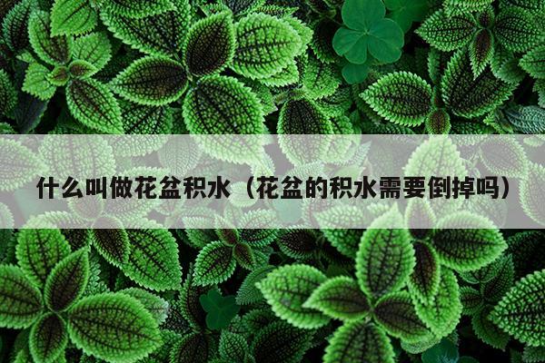 什么叫做花盆积水（花盆的积水需要倒掉吗）