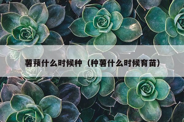 薯蓣什么时候种（种薯什么时候育苗）