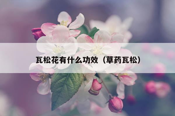 瓦松花有什么功效（草药瓦松）