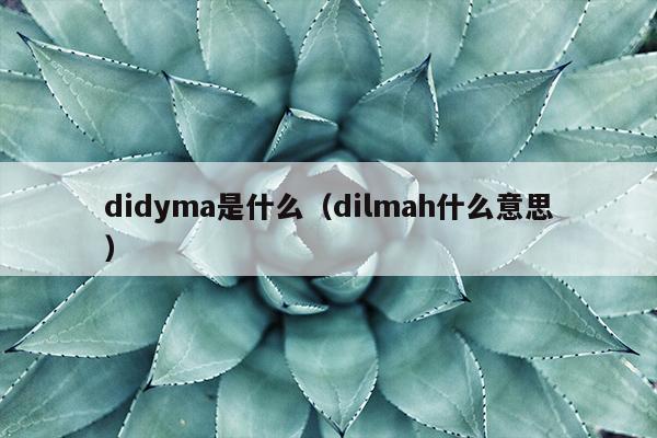 didyma是什么（dilmah什么意思）