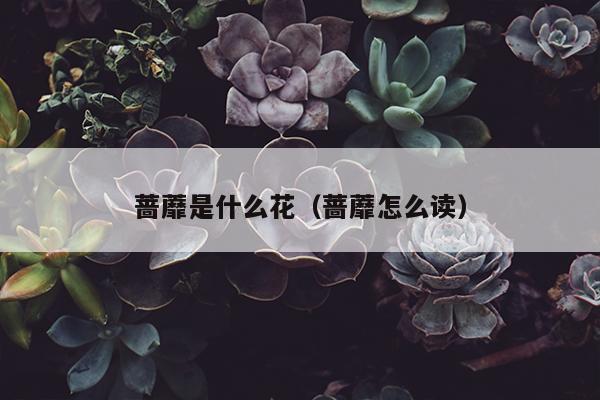 蔷蘼是什么花（蔷蘼怎么读）