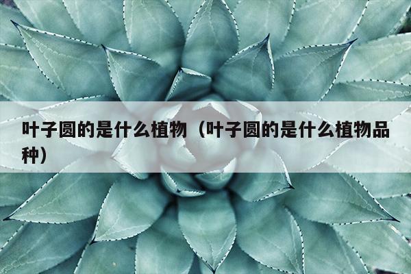 叶子圆的是什么植物（叶子圆的是什么植物品种）