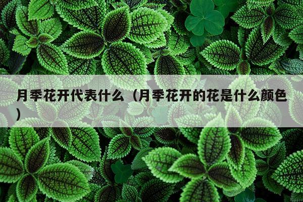 月季花开代表什么（月季花开的花是什么颜色）