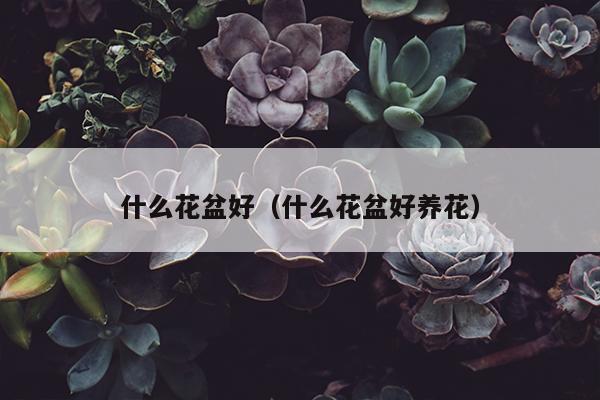 什么花盆好（什么花盆好养花）