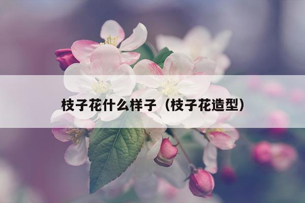 枝子花什么样子（枝子花造型）