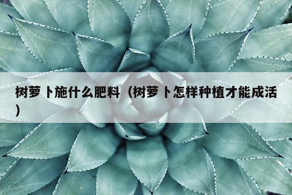 树萝卜施什么肥料（树萝卜怎样种植才能成活）