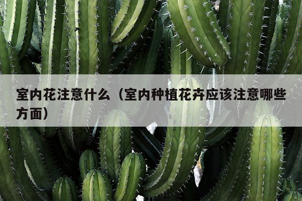 室内花注意什么（室内种植花卉应该注意哪些方面）