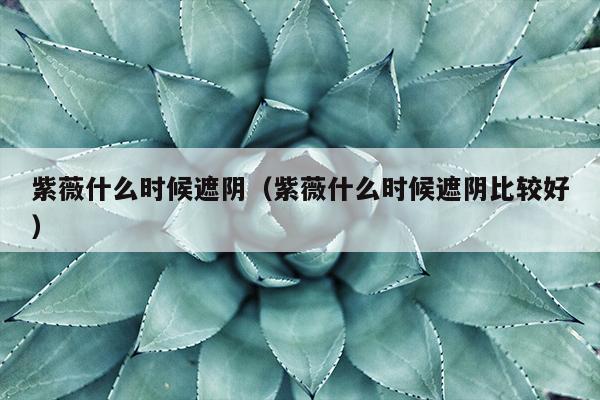 紫薇什么时候遮阴（紫薇什么时候遮阴比较好）