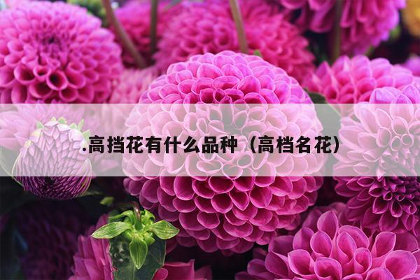 .高挡花有什么品种（高档名花）