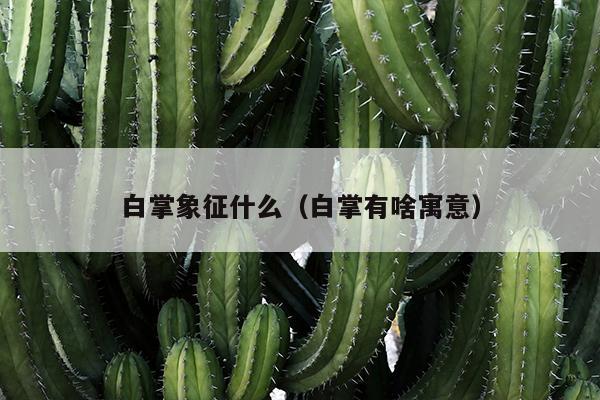 白掌象征什么（白掌有啥寓意）