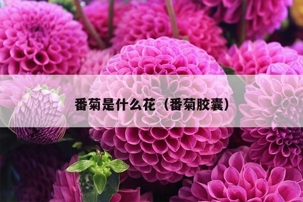 番菊是什么花（番菊胶囊）