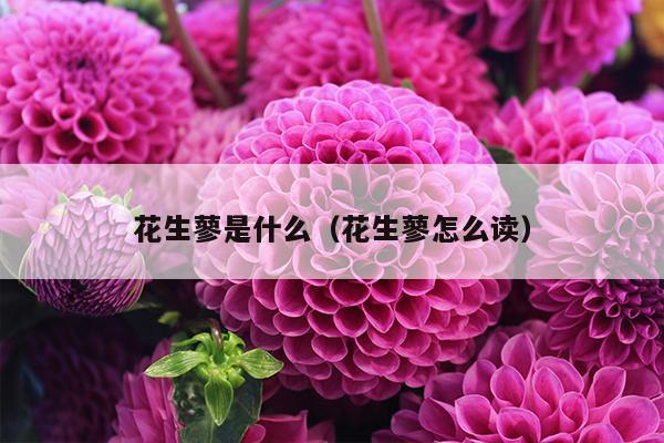 花生蓼是什么（花生蓼怎么读）