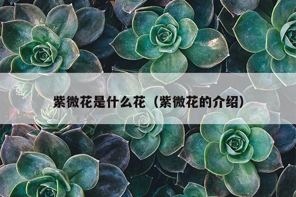 紫微花是什么花（紫微花的介绍）