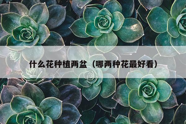 什么花种植两盆（哪两种花最好看）