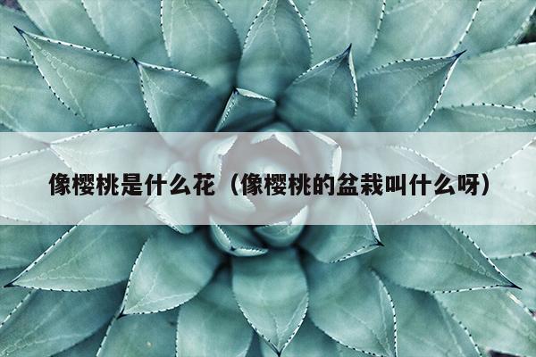 像樱桃是什么花（像樱桃的盆栽叫什么呀）