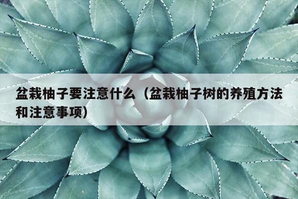 盆栽柚子要注意什么（盆栽柚子树的养殖方法和注意事项）