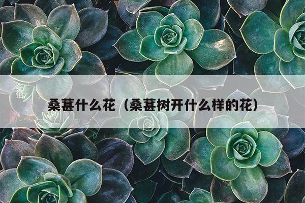 桑葚什么花（桑葚树开什么样的花）