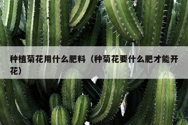 种植菊花用什么肥料（种菊花要什么肥才能开花）