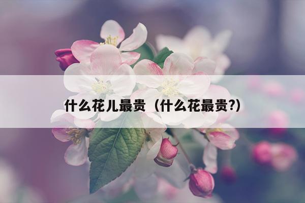 什么花儿最贵（什么花最贵?）