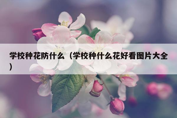 学校种花防什么（学校种什么花好看图片大全）