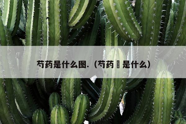 芍药是什么图.（芍药裀是什么）