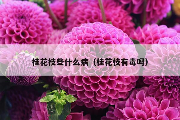 桂花枝些什么病（桂花枝有毒吗）