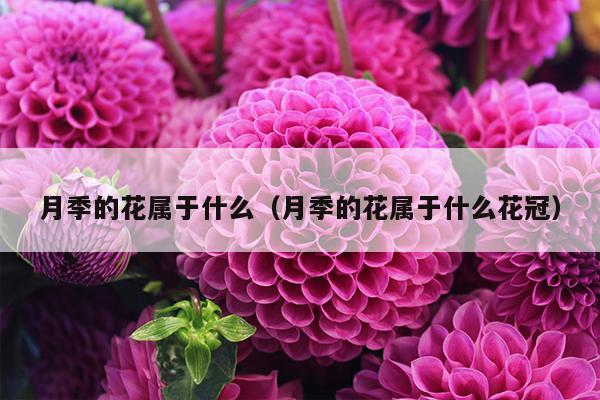 月季的花属于什么（月季的花属于什么花冠）