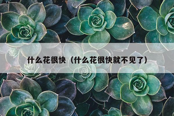 什么花很快（什么花很快就不见了）