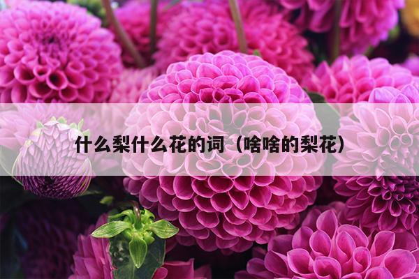 什么梨什么花的词（啥啥的梨花）