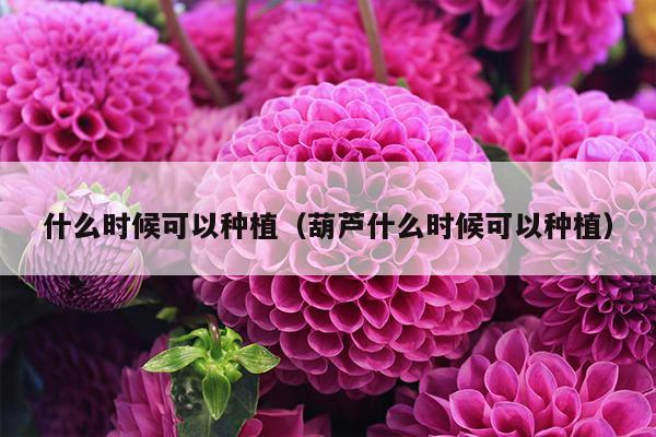 什么时候可以种植（葫芦什么时候可以种植）