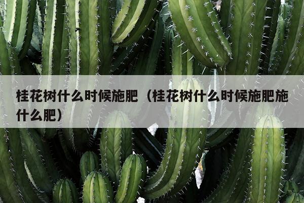 桂花树什么时候施肥（桂花树什么时候施肥施什么肥）