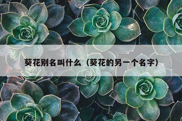 葵花别名叫什么（葵花的另一个名字）