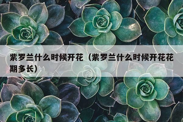 紫罗兰什么时候开花（紫罗兰什么时候开花花期多长）